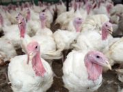 Se venderán 1 millón 652 mil pavos en fiestas de Navidad y Año Nuevo indicó Midagri