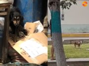 Vecinos del parque de los sueños denunciaron perrita fue atacada por dos pitbulls que andaban sin bozal