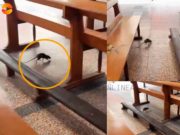 Captan a “rata” paseando en el interior de la Iglesia San Juan Bautista de Huaral