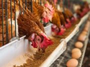 Partido Morado presenta proyecto que busca garantizar el “bienestar de las gallinas ponedoras”