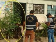 Mujer pensó que enorme planta en su jardín era Huacatay y resultó ser marihuana
