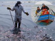 Digesa reportó qué playas de Chancay y Aucallama aún siguen afectadas por el derrame de Repsol