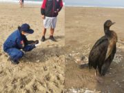 Huacho: Guanay murió tras varar en playa «Chorrillos» lleno de petróleo