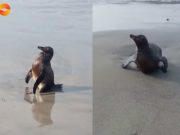 Pingüino llegó exhausto y cubierto de petróleo a una playa de Chancay (VIDEO)