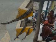 Chancayanos alarmados por presencia de serpiente en la vía pública