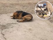 Denuncian maltrato animal contra una perrita por parte de su dueño en prolongación el «El Palmo»