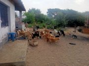 Chancayllo: abuelita con más de 40 perros en refugio necesita ayuda para poder mantenerlos