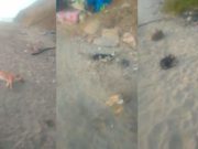 Chancay: alertan que más de 20 perros se habrían intoxicado por petróleo de Repsol