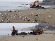 Acceso a playas de Chancay quedaría prohibido tras colación de Geotubos
