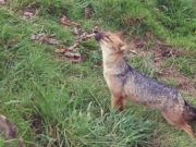 «Run Run» libre: Serfor trasladó al zorro andino a Cajamarca