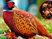 Congreso verá hoy martes rectificación a la ley que exonera del IGV a alimentos