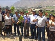 Más de 7 mil plantones de palta hass, herramientas e insumos fueron entregados a ganadores de procompite