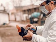 China identifica primer caso humano de gripe aviar H3N8 en un niño de 4 años