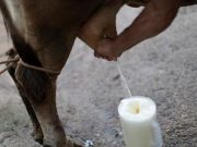 Leche evaporada se producirá con leche fresca desde setiembre