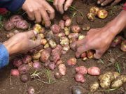 Día Nacional de la Papa: En el Perú existen más de 4.000 especies nativas de papa