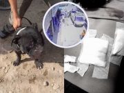 Perro pitbull atacó salvajemente en la espalda a mujer por el Palmo