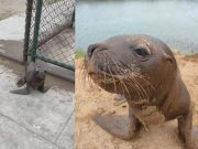 Lobo marino bebé terminó varado la Playa Chorrillos de Huacho
