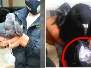 VIRAL | Junín: Cae paloma que intentaba ingresar marihuana al penal de Huancayo