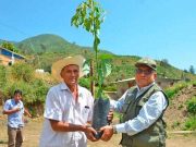 Se entregaron más de 10 mil plantones de Palta Hass a ganadores de Procompite en Sumbilca
