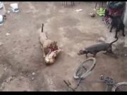 Denuncian que dos perros pitbull vienen causando terror y matando a perritos en Torreblanca
