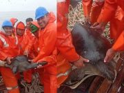 Huacho: Pescadores regresan al mar a tortuga marina que capturaron accidentalmente