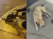Animalistas denuncian que personas de mal corazón se roban las casacas de los perritos de la calle