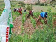 Agro Rural declaró desierto proceso para compra de fertilizantes