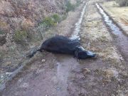 Cusco: envenenan a más de 30 vacunos entre vacas, toros y becerros y se llevan 50 cabezas de ganado