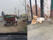 Captan a mototaxi abandonando a cachorritos a plena luz del día en la puerta de la perrera municipal