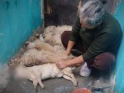 Personas sin corazón envenenaron y mataron a cinco perritos de humilde anciana en Chancay