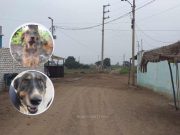 Aucallama: Malhechores envenenan a más de 6 perritos en el Centro Poblado de San José – Bajo