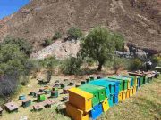 Churín: Apicultor denunció que ladrones se llevaron 29 núcleos de abeja de su fundo