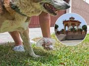 Chancay: ciudadanos que no recojan las heces de sus mascotas serán multados