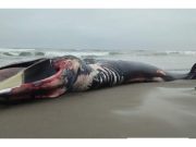 Chancay: Mar varó enorme ballena muerta en la Playa de Chancayllo
