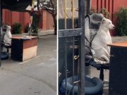 Perro se hizo viral en TikTok por cuidar a vecinos de una zona residencial