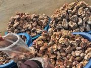 Tocosh: El alimento que combate diferentes enfermedades ¡Toma nota!