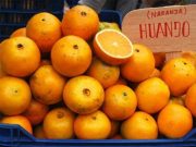 La popular naranja Huando: «La fruta que murió por el virus de la tristeza»