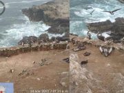 SENASA: Declaran alerta sanitaria por influenza Aviar H5N1 en aves silvestres