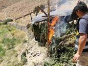 Huaura: Se hallaron más de 100 mil plantones de marihuana en Ámbar