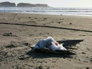DIRESA Lima recomendó evitar la exposición a las playas tras presencia de animales muertos por gripe Aviar
