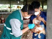Senasa declara emergencia sanitaria por 90 dias en todo el Perú tras expansión de la influenza aviar