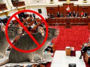 Se realizará desratización este 2 de diciembre en el Congreso de la República
