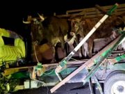 Huaura: Varias personas resultaron heridas tras aparatoso choque entre camión y tráiler