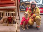 Mascota de bombero que perdió la vida en aeropuerto permaneció debajo de su féretro en todo momento