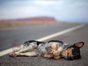 Aprueba ley para que animales domésticos sean incluidos en la cobertura del SOAT