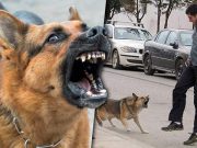 Los perros te ladran porque no les caes bien ¿Sabías eso?