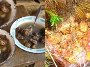 Tocosh: El alimento que combate diferentes enfermedades ¡Toma nota!