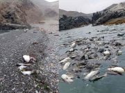 Alerta: Playa de Casma se convirtió en cementerio de aves tras presencia de Gripe Aviar