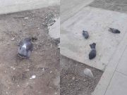 Carquín: vecinos preocupados por palomas muertas en la calle tras el brote de la influenza aviar