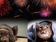 ¿Cómo proteger a las mascotas frente a la pirotecnica de fiestas Navidad y Año Nuevo?